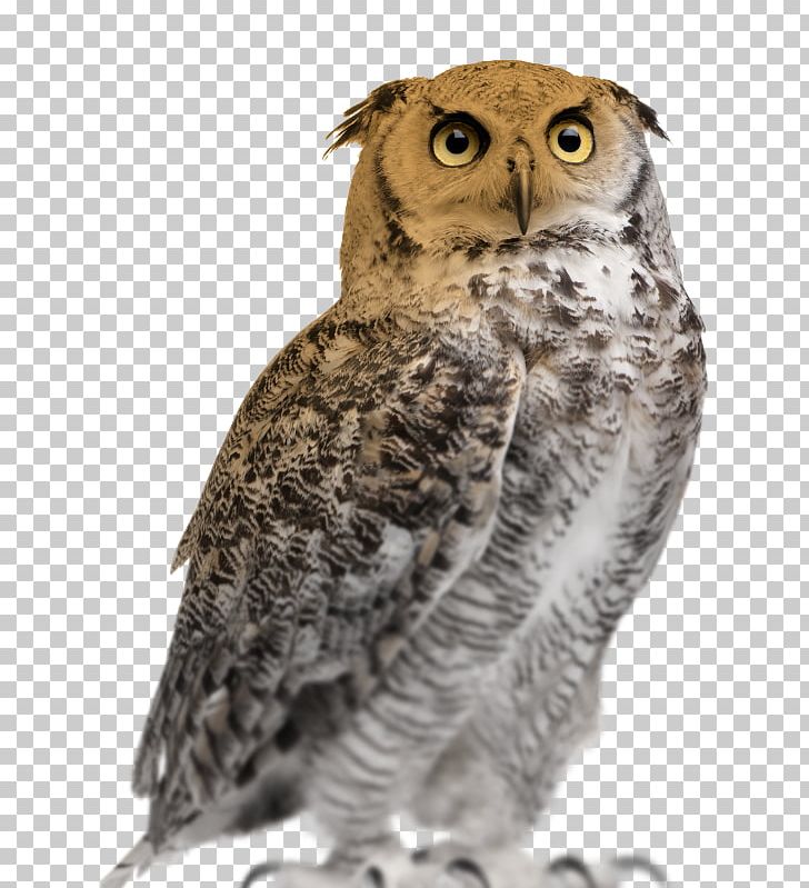 Great Horned Owl Eurasian Eagle-owl Stock Photography Snowy Owl PNG, Clipart, Animals, Beak, Bird, Bird Of Prey, Bubo Free PNG Download