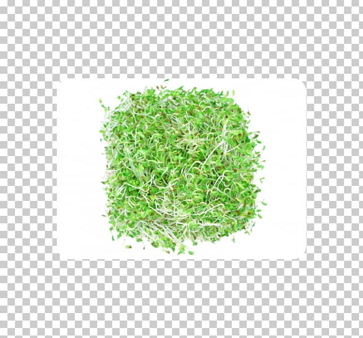 Sprouting Alfalfa Broccoli Sprouts Seed Vegetable PNG, Clipart, Alfalfa, Alfalfa Sprouts, Broccoli Sprouts, Brussels Sprout, Carrot Free PNG Download