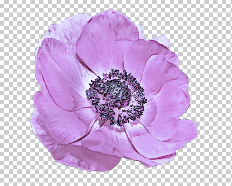Flower Petal Pink Violet Purple PNG, Clipart, Anemone, Cut Flowers, Flower, Oriental Poppy, Petal Free PNG Download