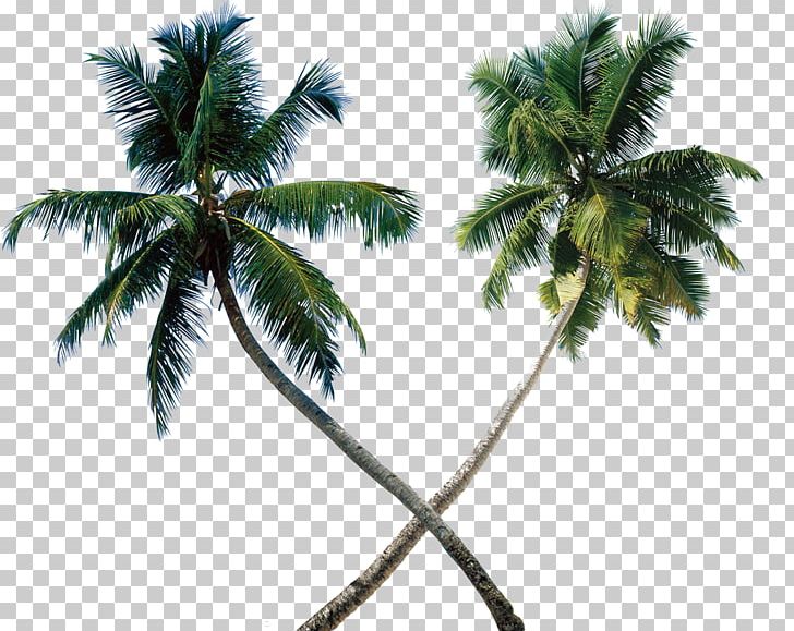 Arecaceae Tree Coconut PNG, Clipart, Arecaceae, Arecales, Autumn Tree, Borassus Flabellifer, Branch Free PNG Download