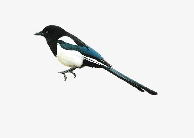 Magpie PNG, Clipart, Animal, Bird, Birds, Magpie, Magpie Clipart Free PNG Download