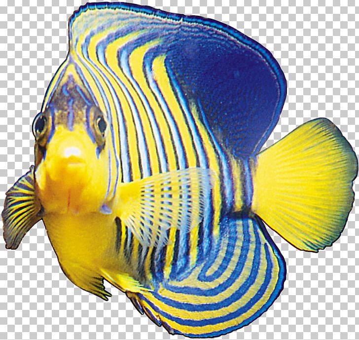 Ornamental Fish PNG, Clipart, Animals, Blue, Blue Pattern, Cobalt Blue, Color Free PNG Download