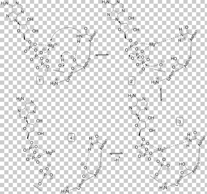 Phosphorylation Serine/threonine-specific Protein Kinase Tyrosine BRAF PNG, Clipart, Angle, Area, Black And White, Bra, Chemical Reaction Free PNG Download