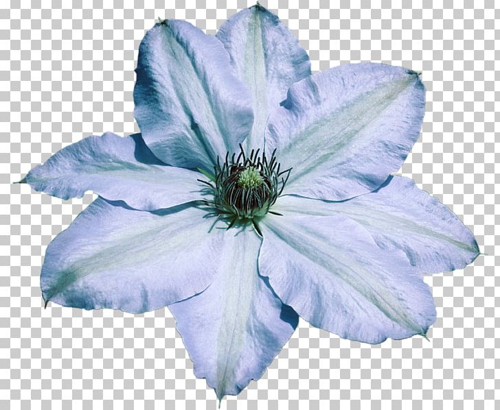 Blue Leather Flower Elisa's Creation Knife Chicory PNG, Clipart,  Free PNG Download