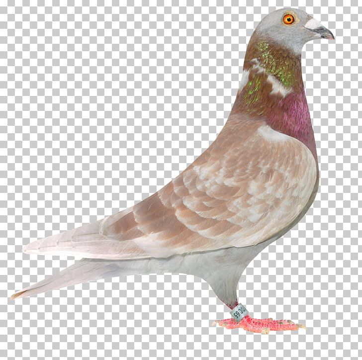 Columbidae Racing Homer Homing Pigeon Bird Fancy Pigeon PNG, Clipart, Animals, Beak, Bird, Breed, Columbidae Free PNG Download