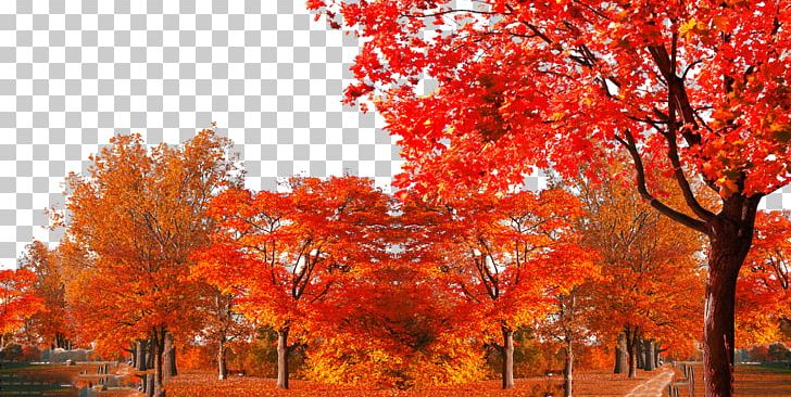 Maple Leaf Shulin District Autumn Tree PNG, Clipart, Adobe Illustrator, Autumn Leaf Color, Branch, Christmas Tree, Coconut Tree Free PNG Download