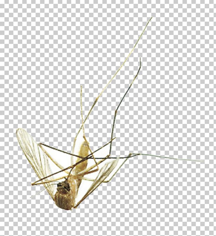 Mosquito Portable Network Graphics Fly Insect Pest Control PNG, Clipart, Aedes, Aedes Albopictus, Animal, Arthropod, Butterfly Free PNG Download