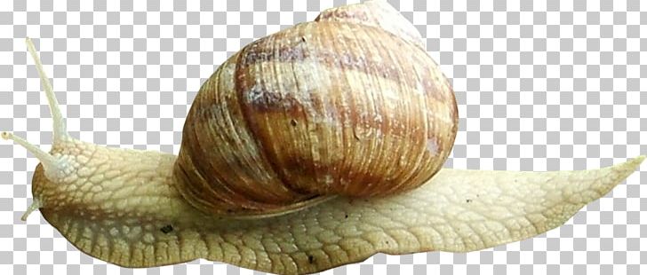 Snail Orthogastropoda Escargot Caracol PNG, Clipart, Animals, Beautiful Girl, Beautiful Snail, Beauty, Beauty Salon Free PNG Download