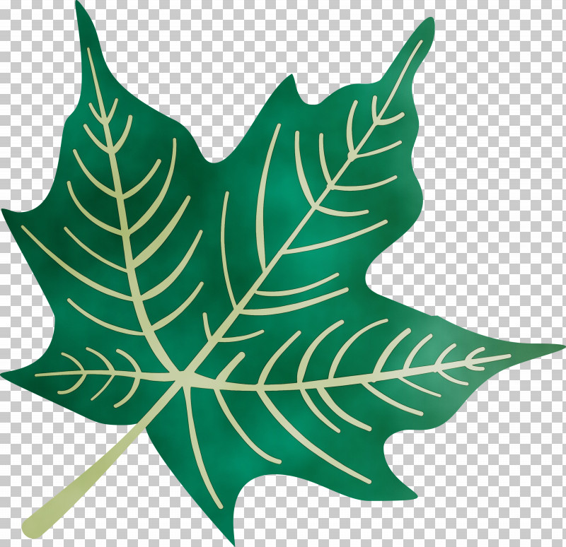 Plant Stem Leaf M-tree Tree Plants PNG, Clipart, Autumn Leaf, Biology, Colorful Leaf, Colorful Leaves, Colourful Foliage Free PNG Download