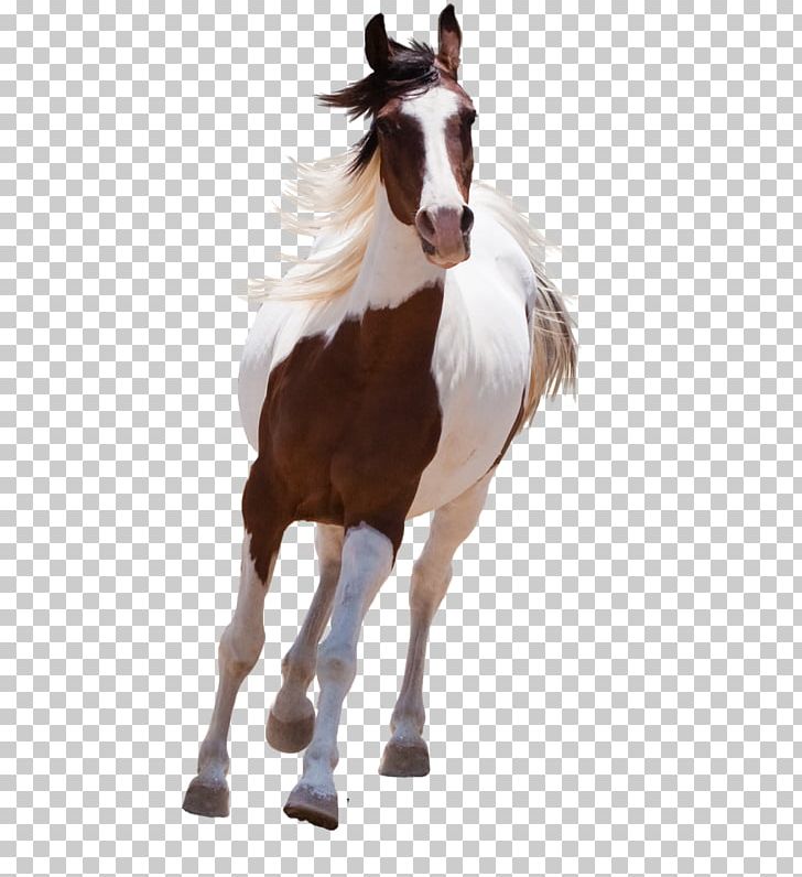 American Paint Horse Mustang Arabian Horse Stallion PNG, Clipart, Arabian Horse, At Resimleri, Bridle, Colt, Desktop Wallpaper Free PNG Download