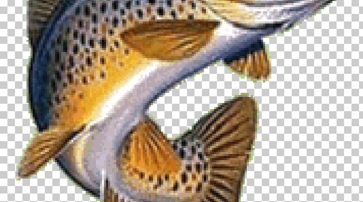Brown Trout Rainbow Trout Brook Trout PNG, Clipart, Animals, Artificial Fly, Beak, Brook Trout, Brown Trout Free PNG Download