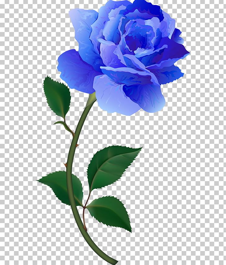 Garden Roses Blue Rose Yellow Centifolia Roses PNG, Clipart, Blue, Branch, Centifolia Roses, Color, Cut Flowers Free PNG Download
