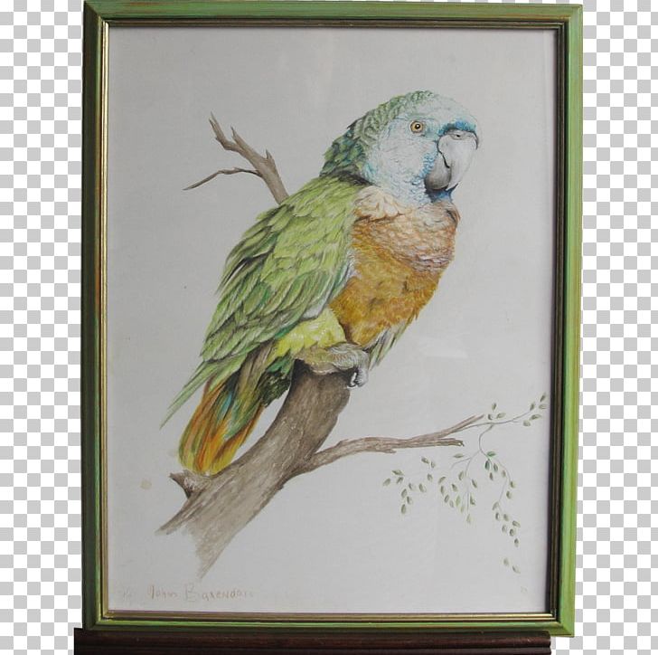 Parrot Lovebird Parakeet Macaw PNG, Clipart, Animals, Beak, Bird, Bird Watercolor, Common Pet Parakeet Free PNG Download