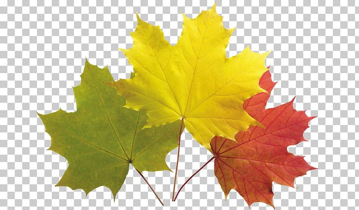 Autumn Leaf Color Autumn Leaves Maple Leaf PNG, Clipart, Autumn, Autumn Leaf Color, Autumn Leaves, Color, Grape Leaves Free PNG Download