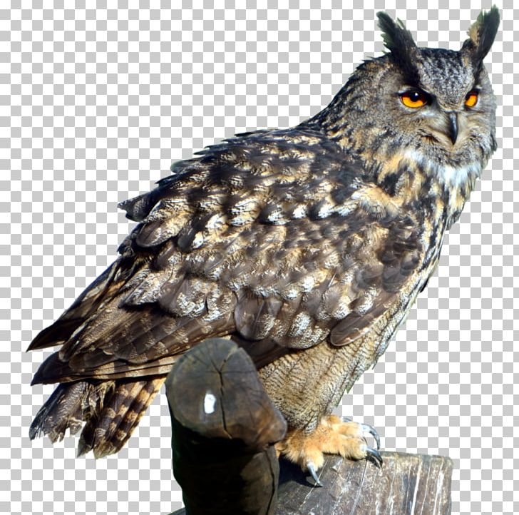 Eurasian Eagle-owl Great Horned Owl PNG, Clipart, Animals, Barn Owl, Barred Owl, Beak, Bird Free PNG Download
