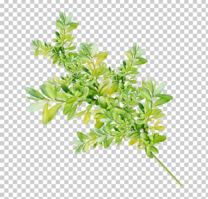 Flower Plant Leaves Plant Stem PNG, Clipart, Artificial Flower, Branch, Clip Art, Flames, Flower Free PNG Download