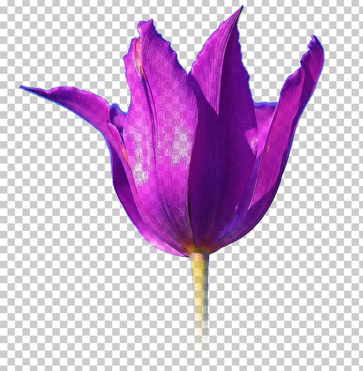 Tulip Desktop PNG, Clipart, Computer, Crocus, Desktop Wallpaper, Drawing, Flower Free PNG Download