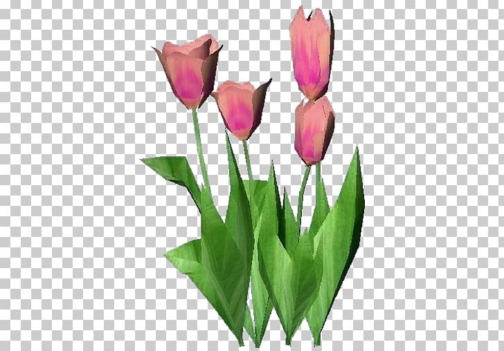 Tulip Plant Computer Software Cut Flowers PNG, Clipart, Architectural Engineering, Bud, Computer Software, Cut Flowers, Download Free PNG Download