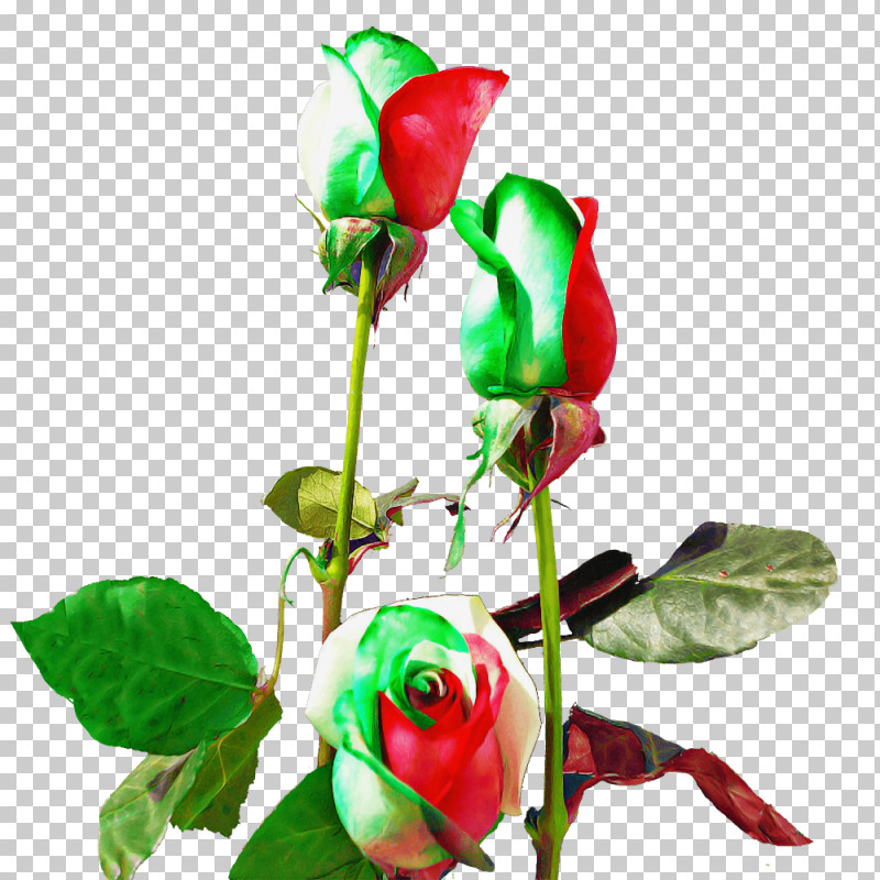 Garden Roses PNG, Clipart, Biology, Bud, Cut Flowers, Floral Design, Flower Free PNG Download
