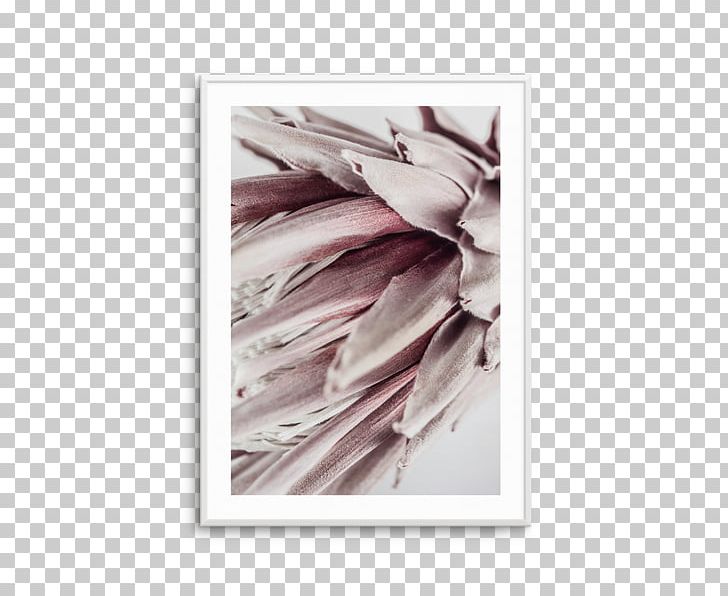 Fine-art Photography Poster King Protea Printing PNG, Clipart, Abstract, Art, Banksia, Feather, Fine Art Free PNG Download