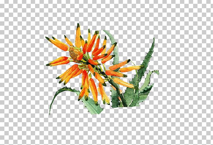 Floral Design Flower Icon PNG, Clipart, Adobe Illustrator, Aloe, Aloe Flower, Cosmetics, Creative Free PNG Download