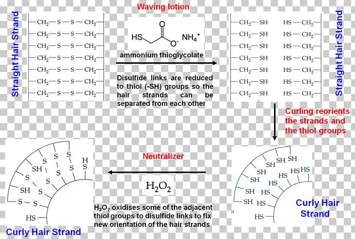 Hair Permanents & Straighteners Capelli Fur Fiber PNG, Clipart, Angle, Area, Capelli, Chemistry, Diagram Free PNG Download