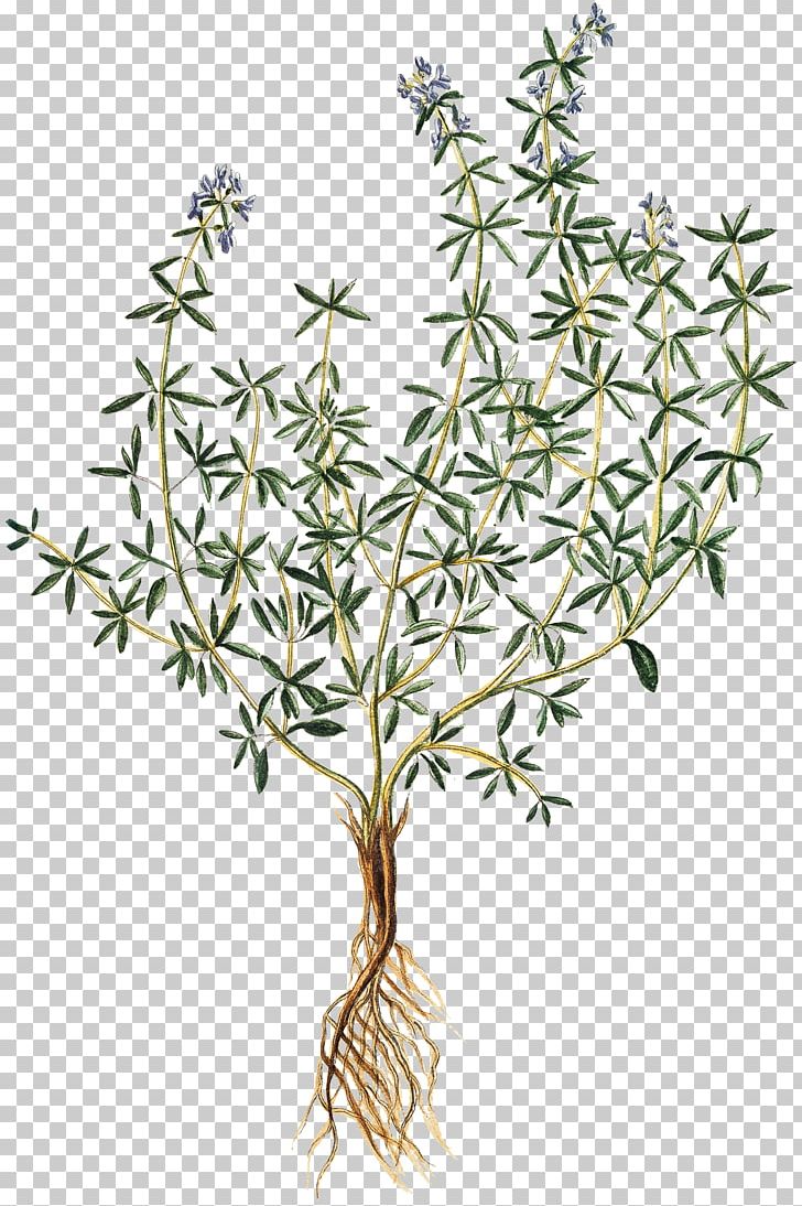 Thymes Herb Drawing Art PNG, Clipart, Art, Branch, Cooking, Drawing, Flora Free PNG Download
