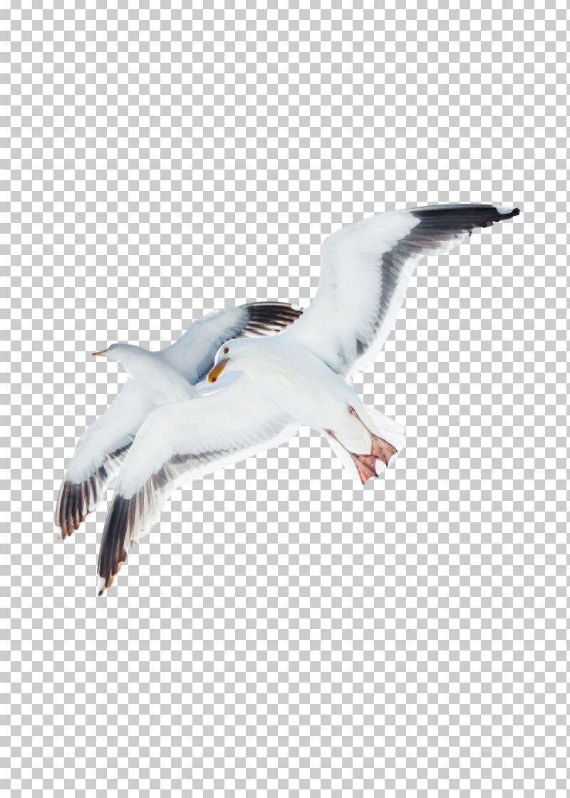 Feather PNG, Clipart, American Herring Gull, Animal Migration, Beak, Bird Migration, Birds Free PNG Download