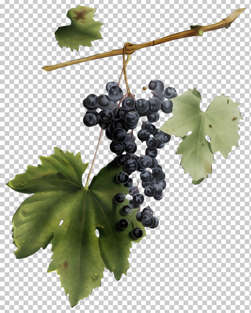 Grape Seedless Fruit Grape Leaves Fruit Grapevines PNG, Clipart, Fruit, Grape, Grape Leaves, Grapevines, Paint Free PNG Download