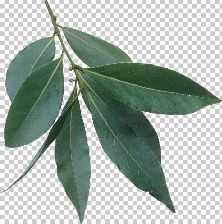 Bay Laurel Bay Leaf Laurel Wreath Herb PNG, Clipart, Background Green, Bay Laurel, Bay Leaf, Com File, Fall Leaves Free PNG Download