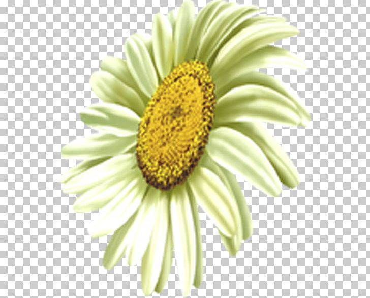 Common Daisy Oxeye Daisy Transvaal Daisy Chrysanthemum Common Sunflower PNG, Clipart, Camomile, Chai, Chrysanthemum, Chrysanths, Closeup Free PNG Download