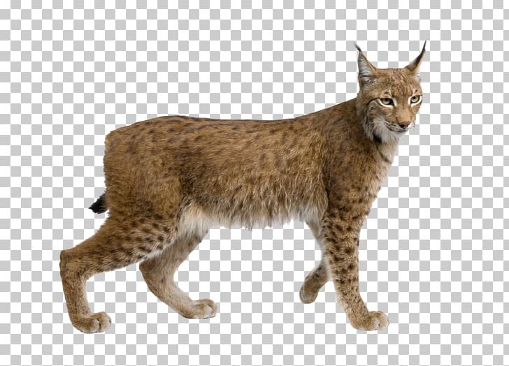 Eurasian Lynx Felidae Wildcat Cougar Stock Photography PNG, Clipart, Animal, Animals, Bobcat, California Spangled, Carnivoran Free PNG Download