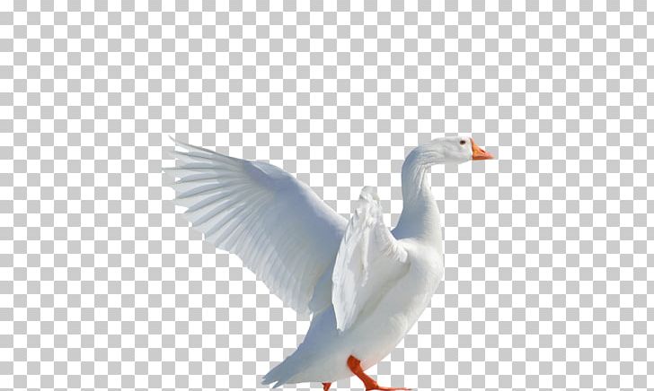 Goose Duck Cygnini Portable Network Graphics PNG, Clipart, American Pekin, Animals, Beak, Bird, Cygnini Free PNG Download