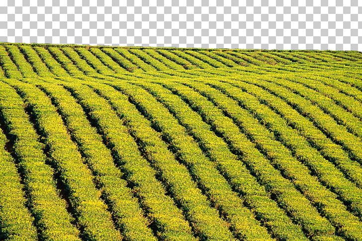Green Tea 4K Resolution Ultra-high-definition Television PNG, Clipart, 4k Resolution, Agriculture, Background Green, Commodity, Crop Free PNG Download