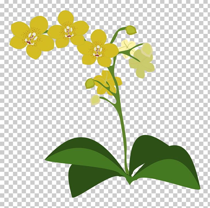 Orchids PNG, Clipart, Branch, Flora, Floral Design, Flower, Flowering Plant Free PNG Download