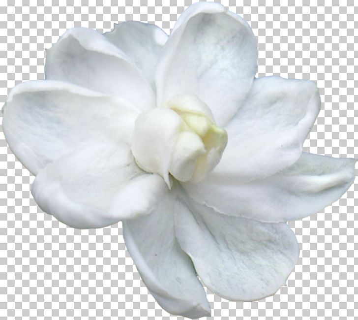 Arabian Jasmine Flower Thailand Petal PNG, Clipart, Arabian Jasmine, Clip Art, Flower, Flowering Plant, Gardenia Free PNG Download