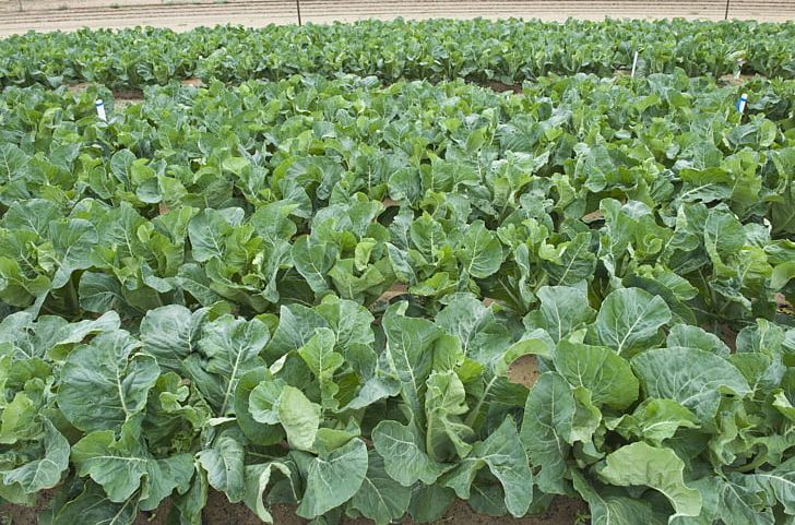 Brassica Leaf Vegetable Crop Plant Agriculture PNG, Clipart, Agriculture, Brassica, Cabbage Family, Cash Crop, Cauliflower Free PNG Download
