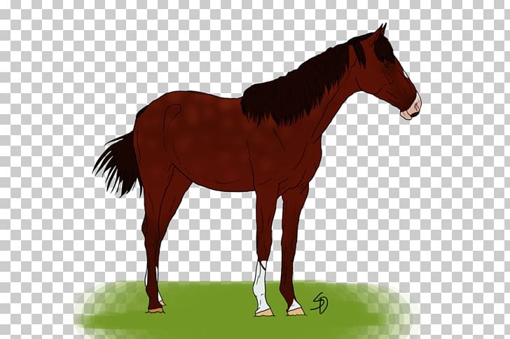 Foal Colt Stallion Mustang Pony PNG, Clipart, 2018, Bridle, Colt, Egypt, Foal Free PNG Download