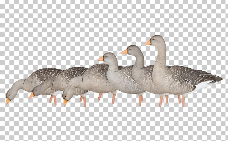 Greylag Goose Cygnini Ganso Canada Goose PNG, Clipart, 6 Pack, Animals, Beak, Benelli Armi Spa, Bird Free PNG Download