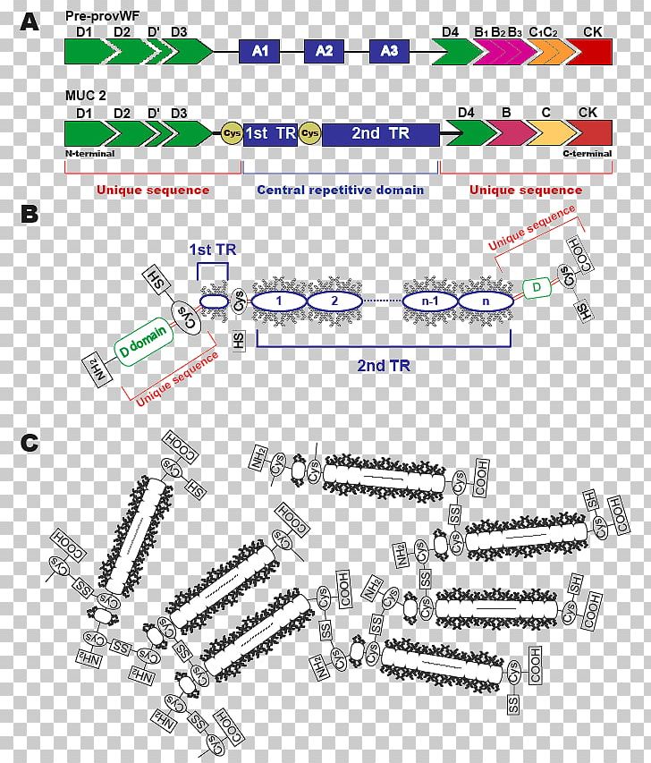 Mucin 2 Goblet Cell Mucus Protein PNG, Clipart, Angle, Area, Auto Part, Cell, Collagen Free PNG Download