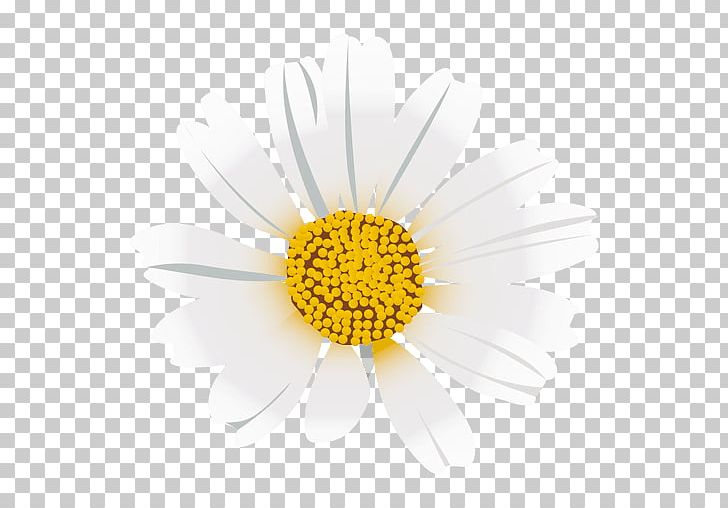 Roman Chamomile Dandelion Flower Oxeye Daisy Chrysanthemum PNG, Clipart, Chamaemelum, Chamaemelum Nobile, Chrysanthemum, Chrysanths, Closeup Free PNG Download