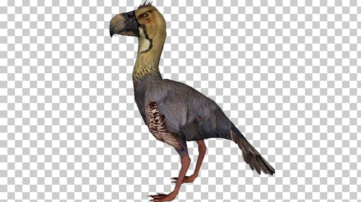 Bird Beak Phorusrhacidae Purussaurus Paraphysornis PNG, Clipart, Animal, Animal Figure, Animals, Argentavis Magnificens, Beak Free PNG Download