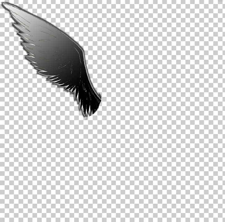 Eagle Eyelash PNG, Clipart, Aile, Animals, Beak, Bird Of Prey, Black And White Free PNG Download