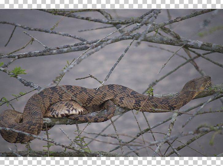 Snake Alligator Crocodile Animal Massasauga PNG, Clipart, Agama, Alligator, Animal, Animals, Bone Free PNG Download