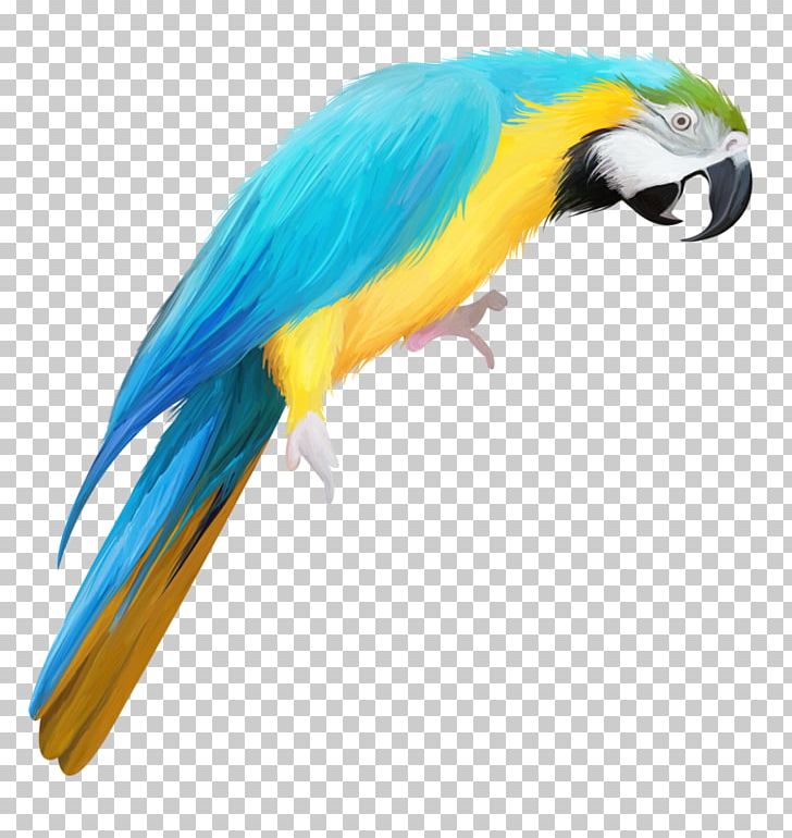 True Parrot Bird Drawing PNG, Clipart, Animals, Animation, Beak, Bird, Blue Free PNG Download