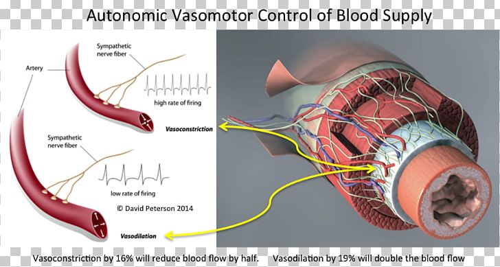 Vasomotor Center Vasoconstriction Sympathetic Nervous System Blood Vessel PNG, Clipart, Blood Vessels, Brainstem, Cardiopulmonary Bypass, Central Nervous System, Ear Free PNG Download
