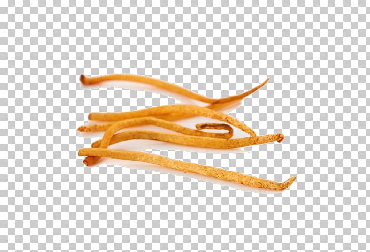 Cordyceps Caterpillar Fungus PNG, Clipart, Caterpillar Fungus, Data, Download, Encapsulated Postscript, Frame Free Vector Free PNG Download