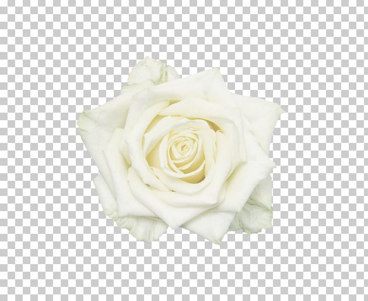 Garden Roses Cut Flowers White PNG, Clipart, Botany, Cut Flowers, Floral Design, Flower, Flower Bouquet Free PNG Download