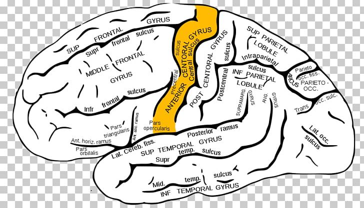 Inferior Frontal Gyrus Frontal Lobe Sulcus Lobes Of The Brain PNG, Clipart, Area, Art, Artwork, Beak, Black And White Free PNG Download