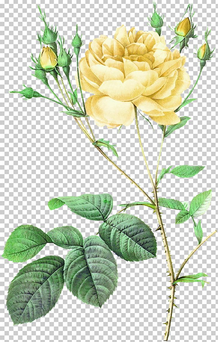 Moss Rose Damask Rose Flower Botanical Illustration Botany PNG, Clipart, Branch, Christmas Decoration, Decorative, Engraving, Flower Arranging Free PNG Download